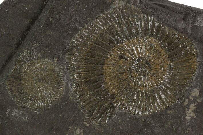Dactylioceras Ammonite Cluster - Posidonia Shale, Germany #100264